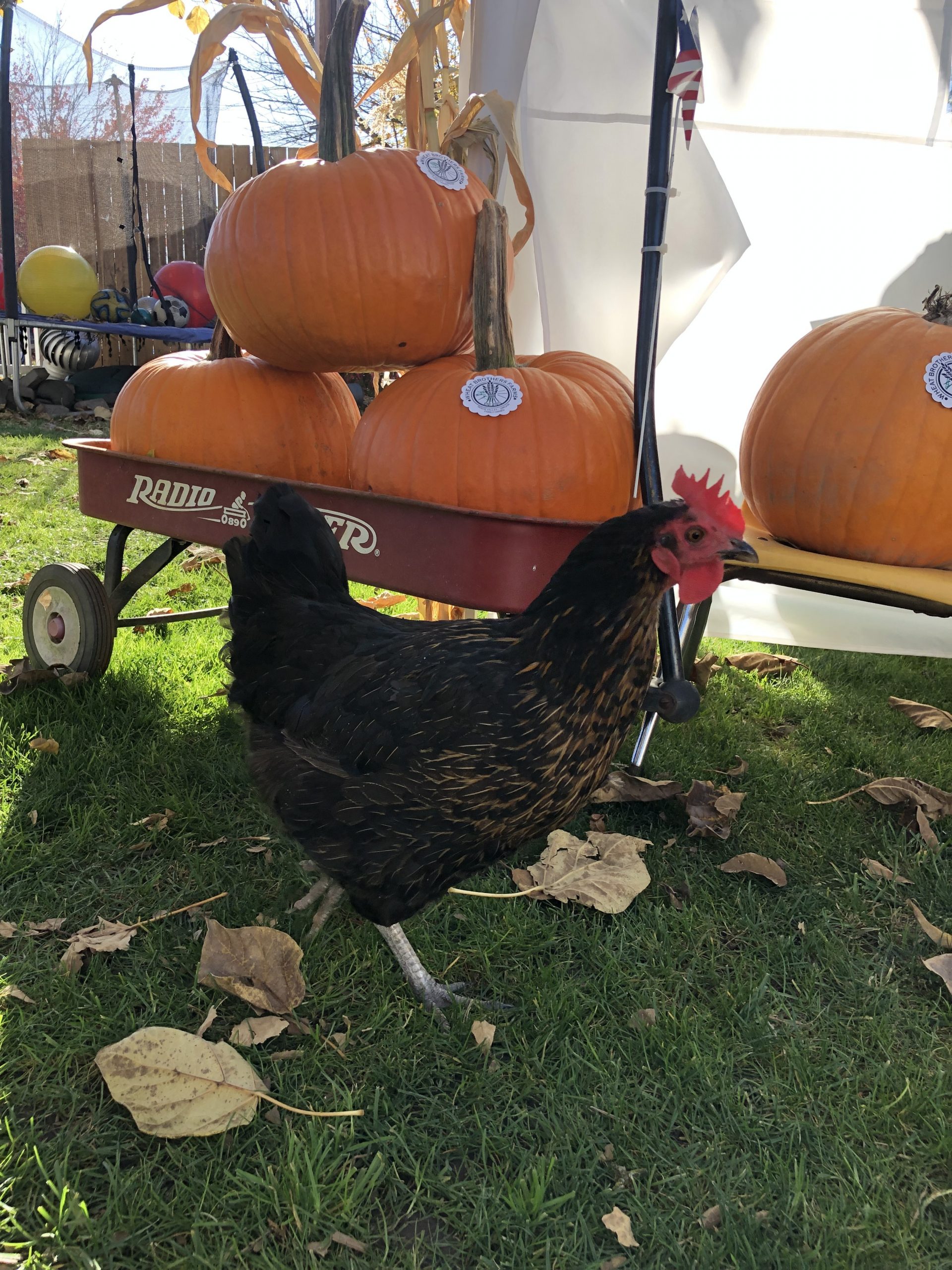 Autumn Harvest Festival